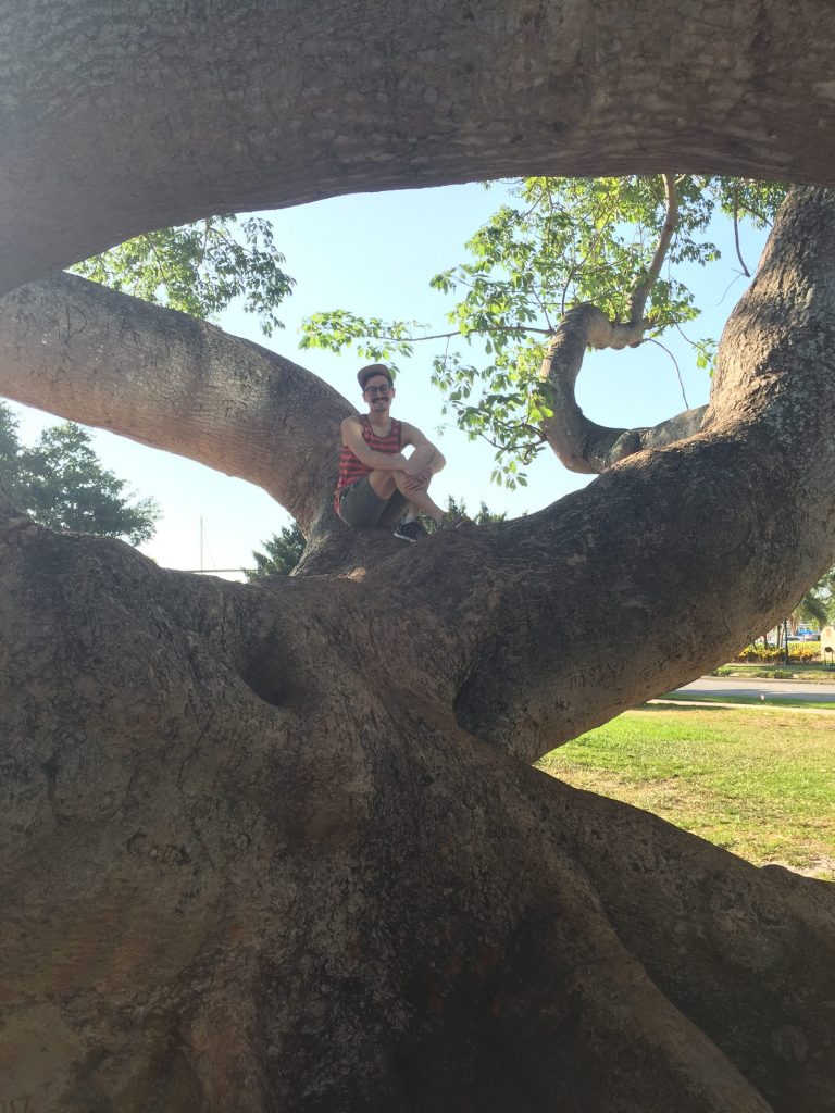 summer vacation to tampa florida angel in tree