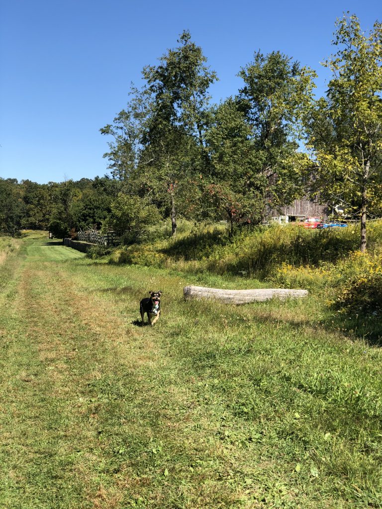 baxter preserve dyson running