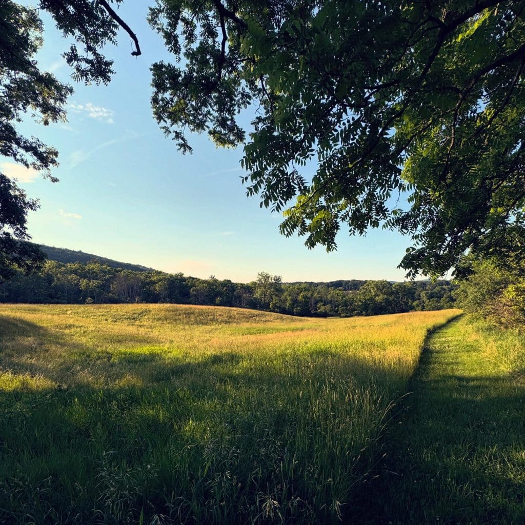 Shady Break by the Field of Grass