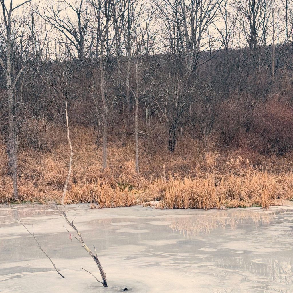 Serene Winter Pond Landscape