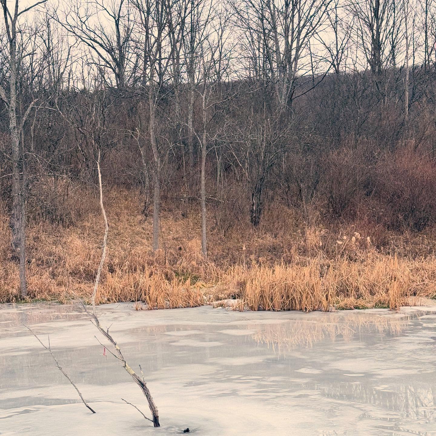 The freeze and thaw of our pond